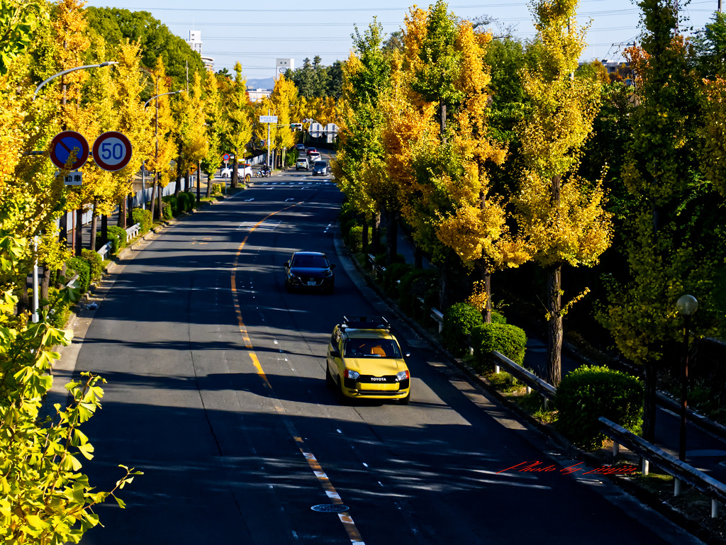 イチョウ並木-2