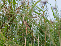 久しぶりの探鳥-2