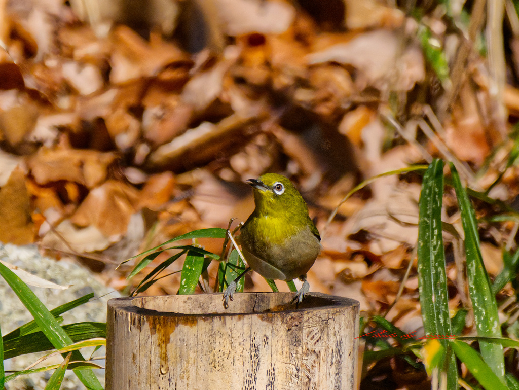 メジロがやってきた
