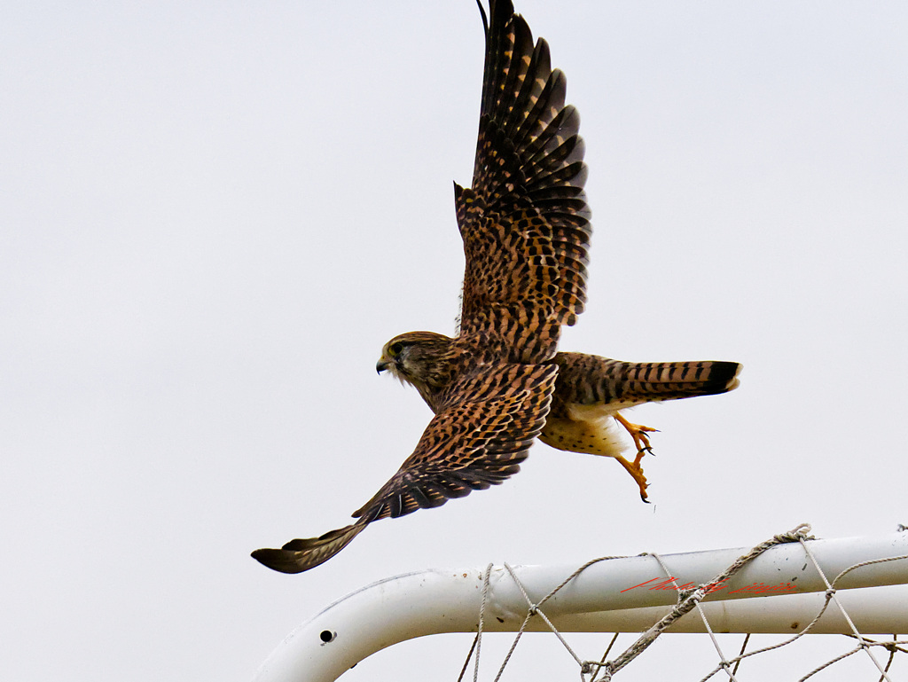 優雅な飛び出し