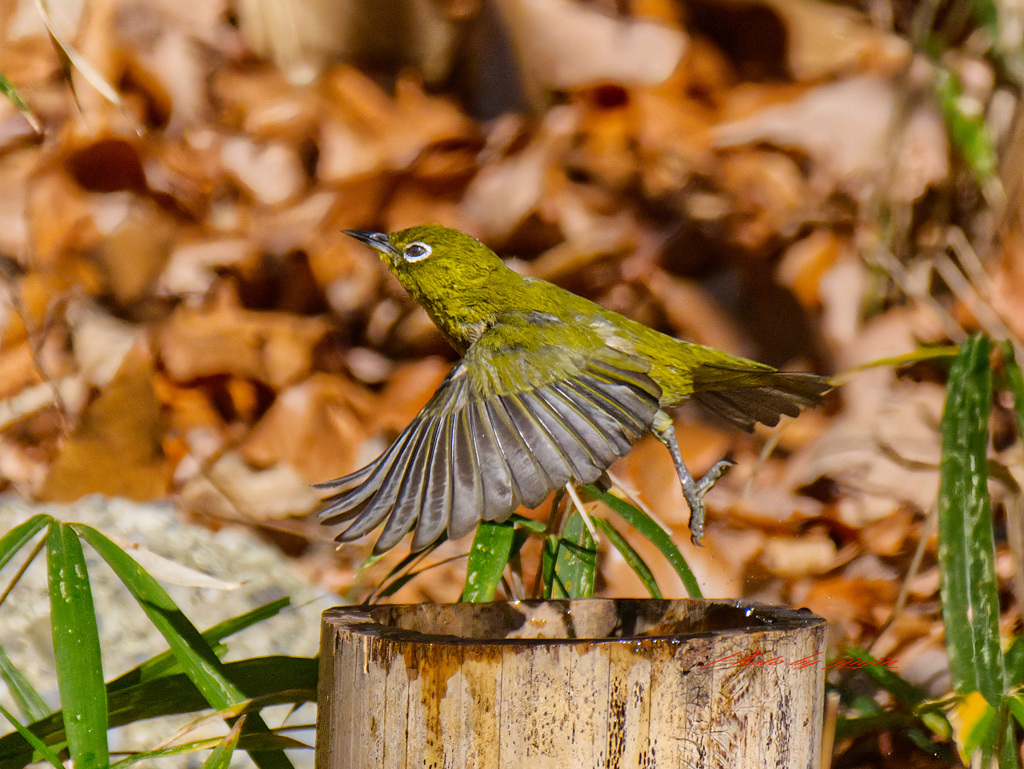 メジロがやってきた-5