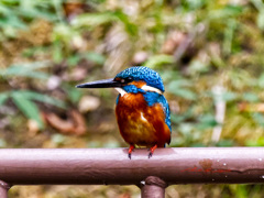 久しぶりのカワセミ-2