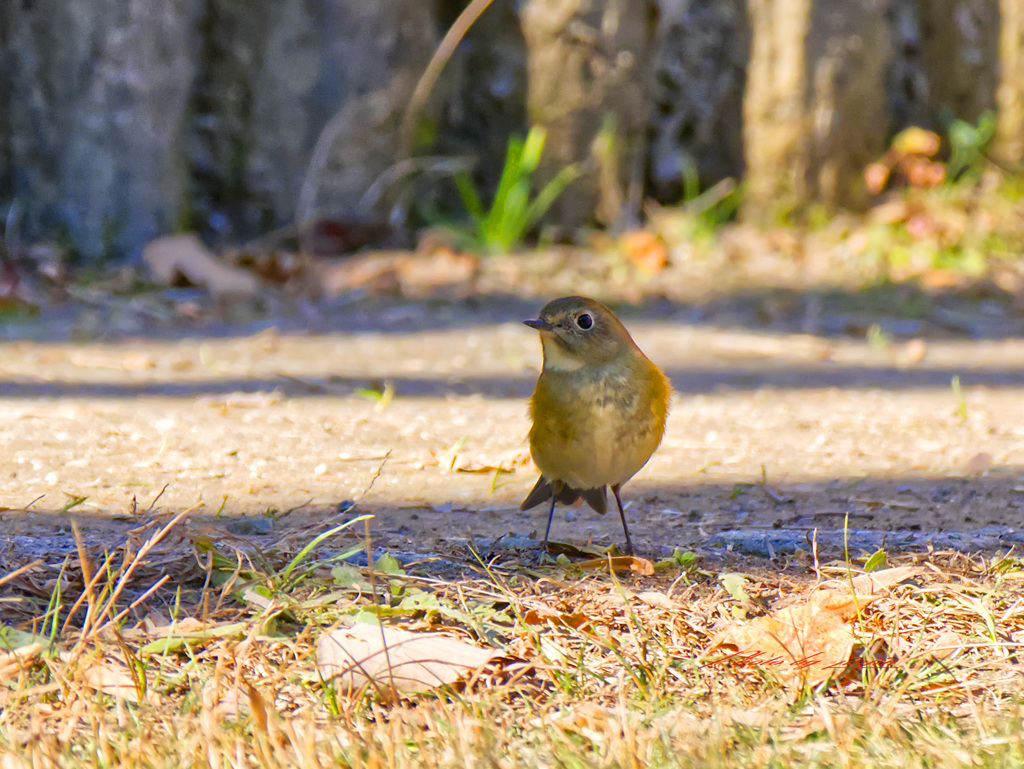 地面に降りた鳥は？3
