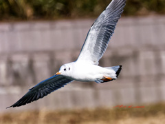 ユリカモメの飛翔-1