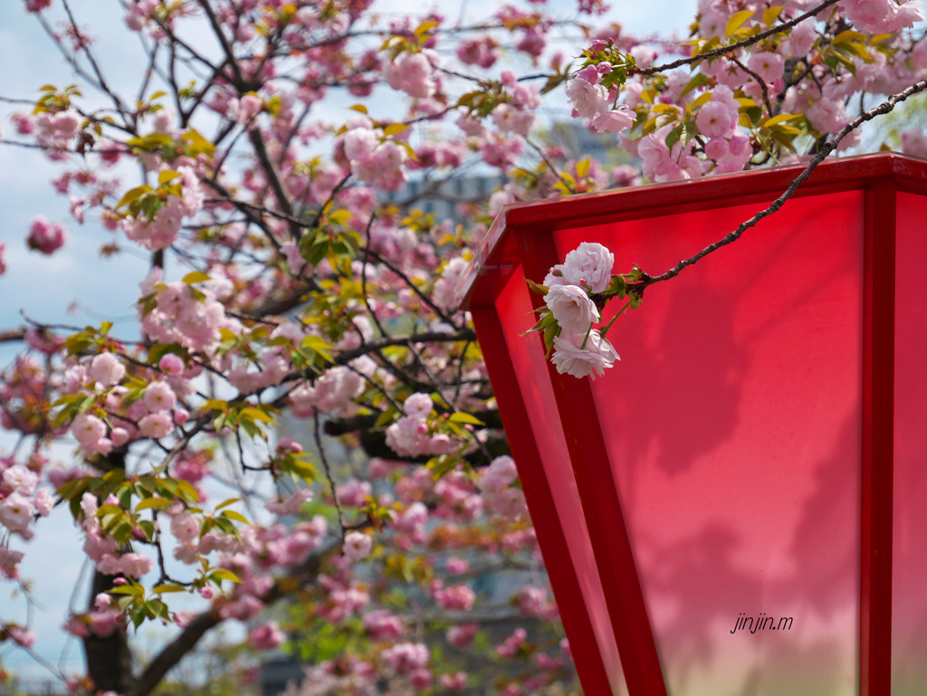 「桜の通り抜け」は別世界-3