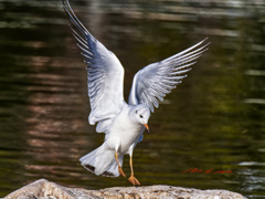 降り立つユリカモメ-2