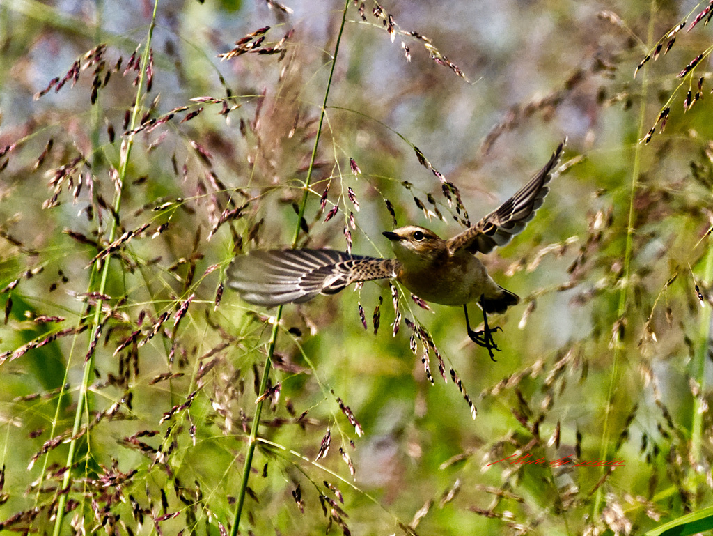 しっかり 羽ばたいて！
