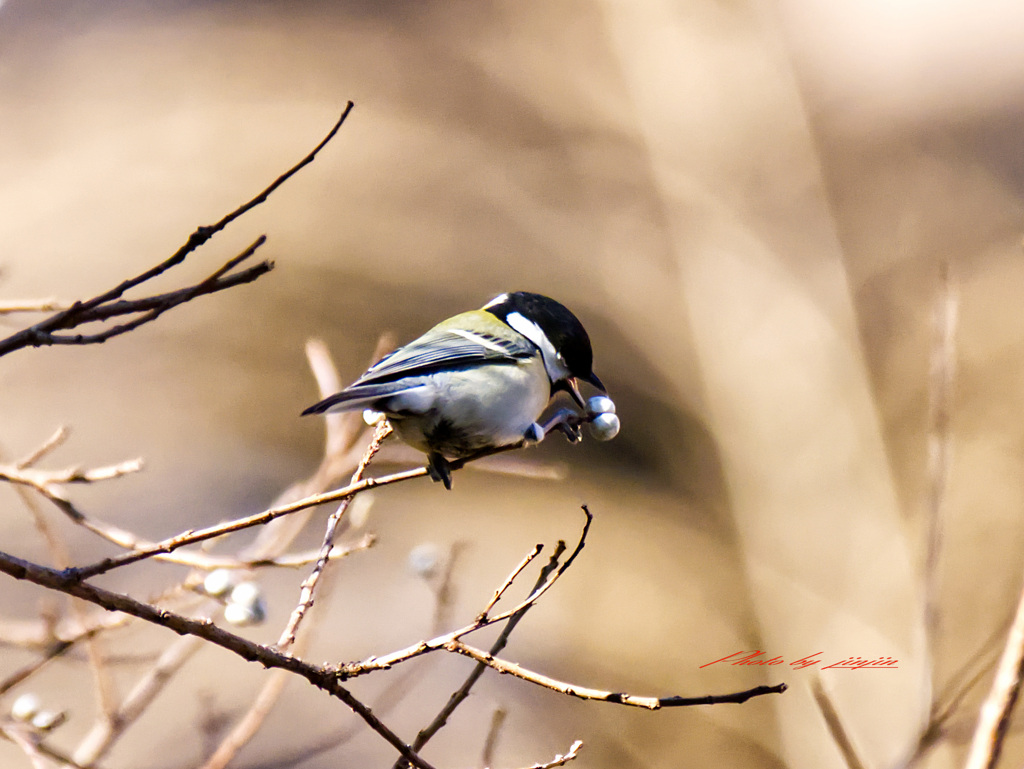 美味しそうに食べる