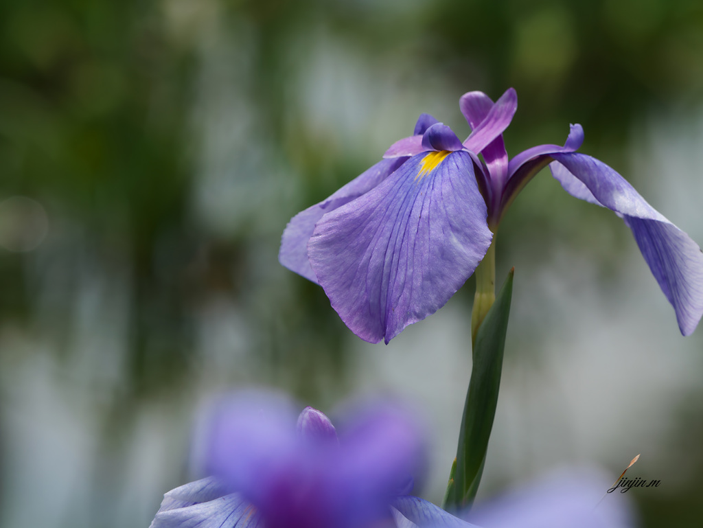 花蒲菖