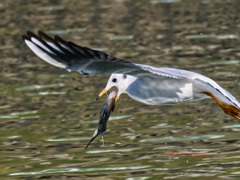 アッ！魚を落としてしまいました！