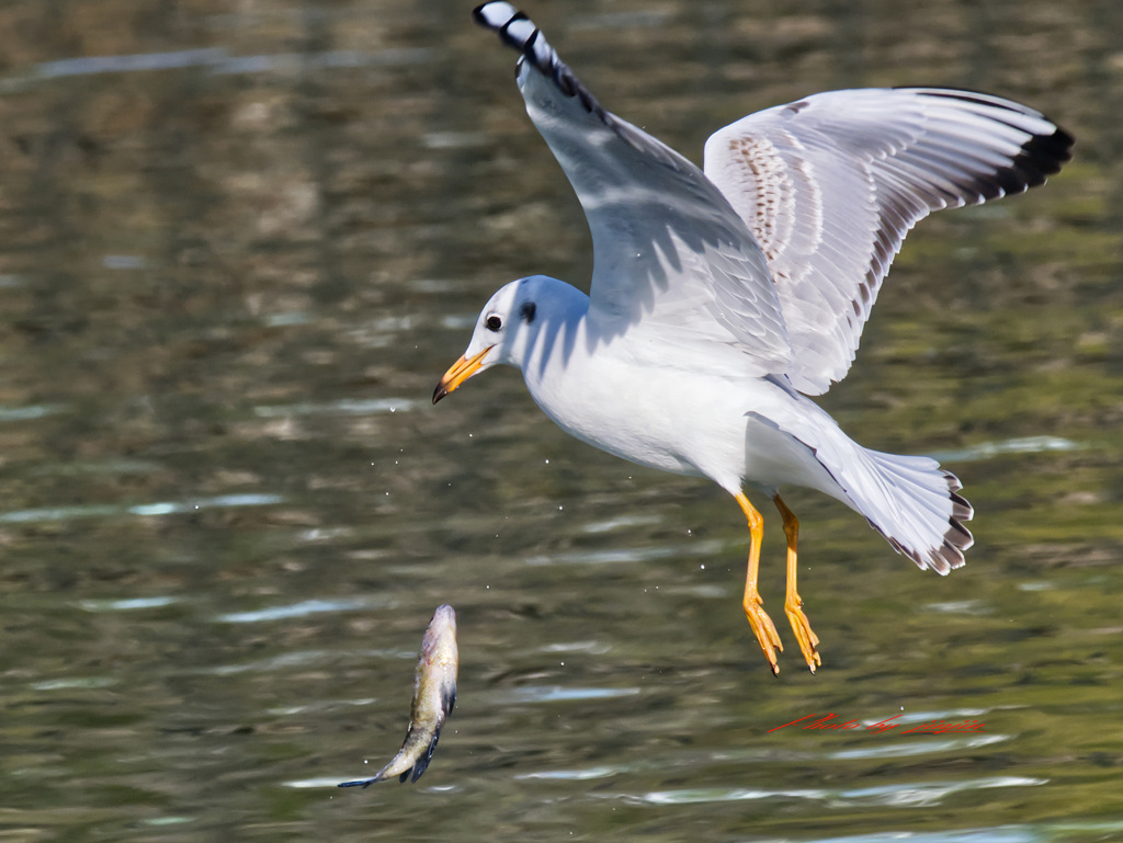 アッ！魚を落としてしまいました！-2