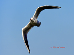 飛び回るユリカモメ-2