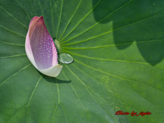 散った花びら