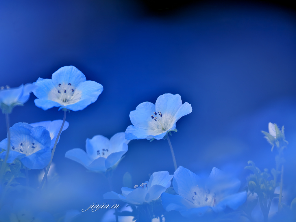 青い可憐な花