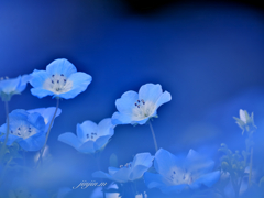 青い可憐な花