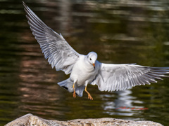 降り立つユリカモメ