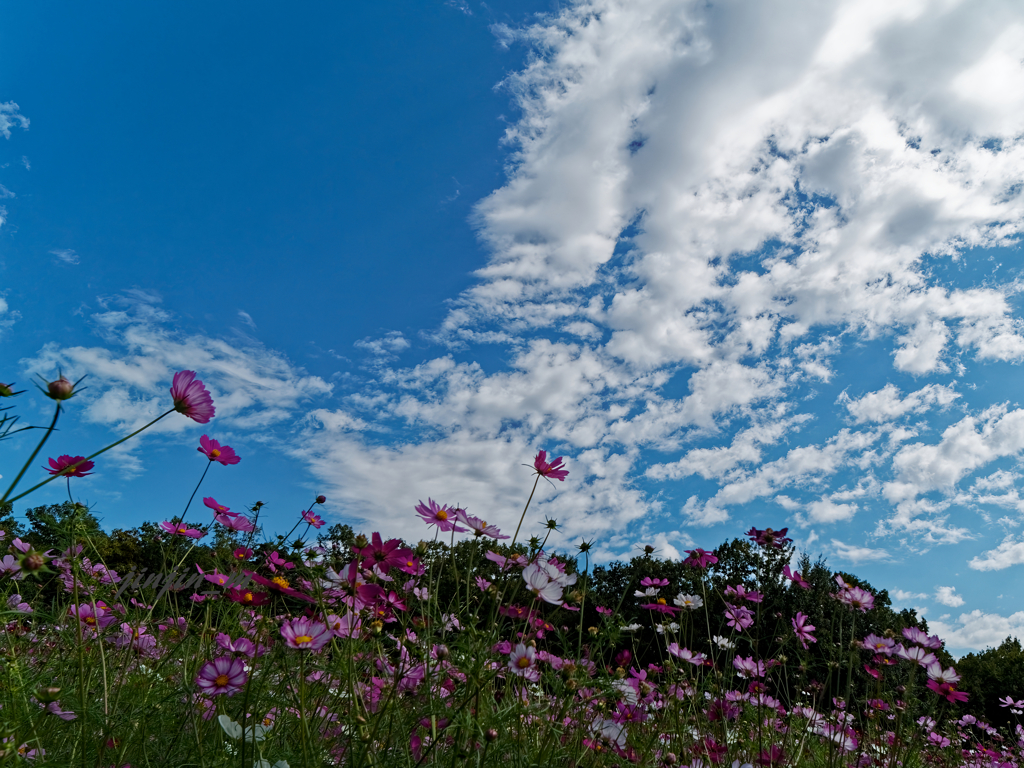 コスモスと秋の空-2