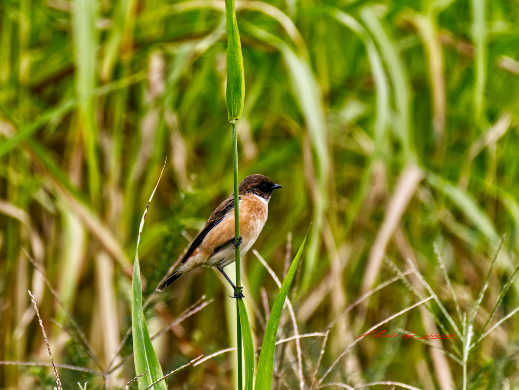 顔が黒いので♂