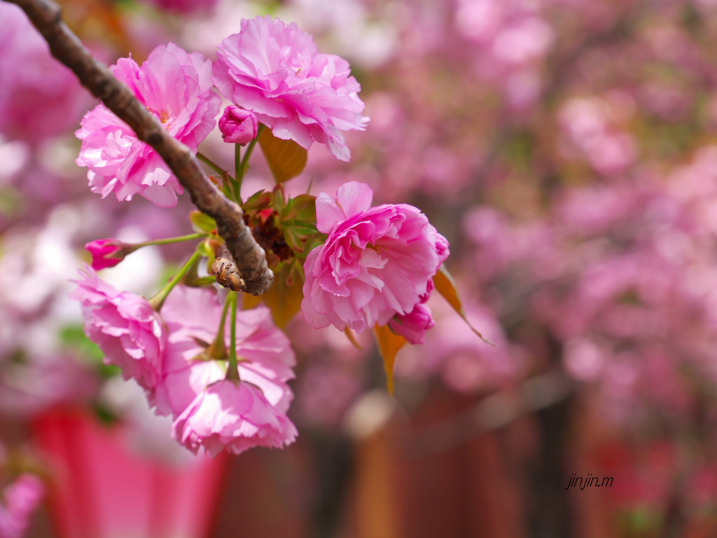 「桜の通り抜け」は別世界-5