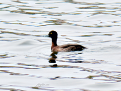 地元の河川で初めて見る水鳥