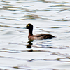 地元の河川で初めて見る水鳥
