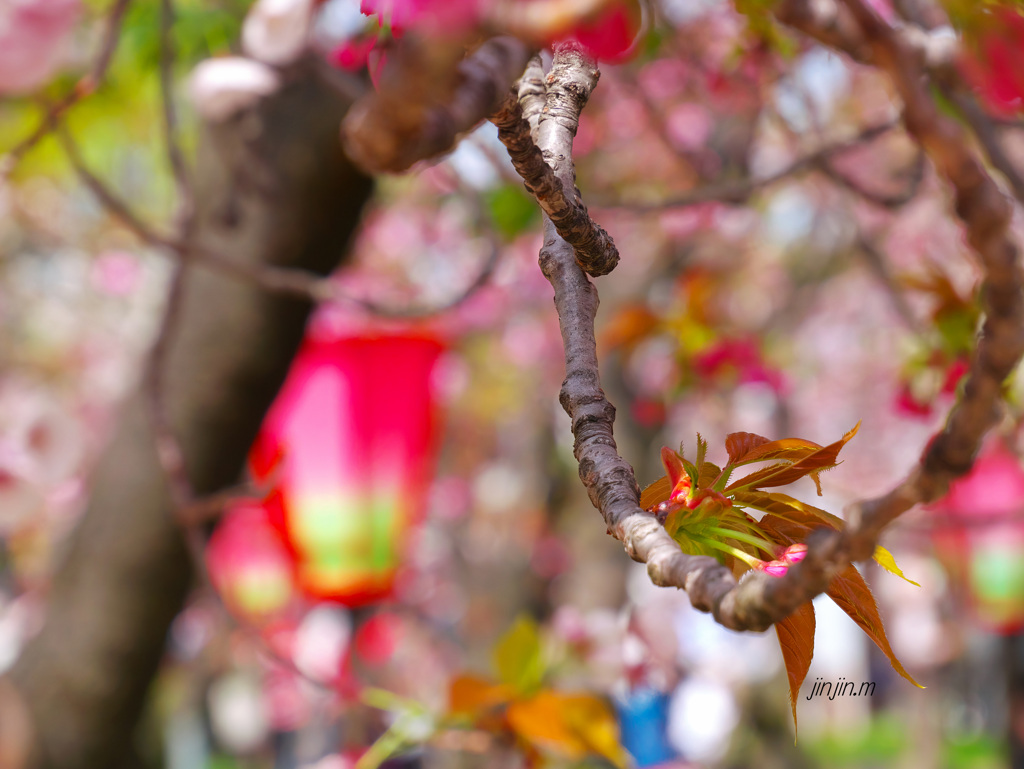 「桜の通り抜け」は別世界-8