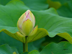 白いハスの花