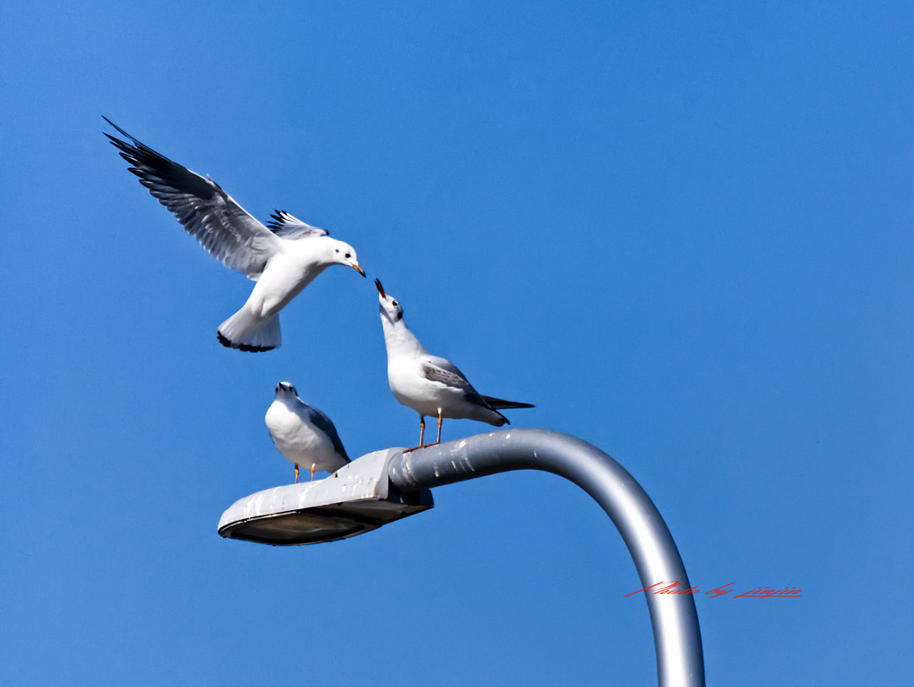 ユリカモメの会話-2