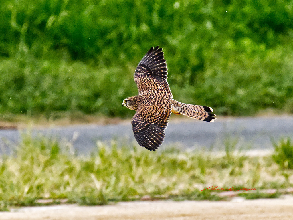 あちらこちらを飛行中