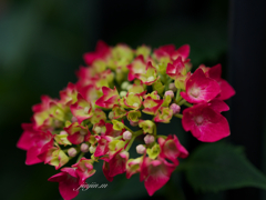 咲き始めた紫陽花