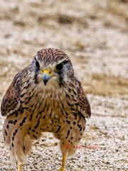 こんなに近くに