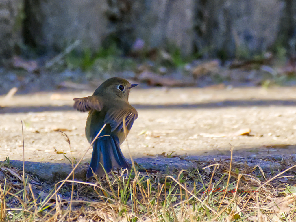 地面に降りた鳥は？