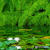 シダと睡蓮