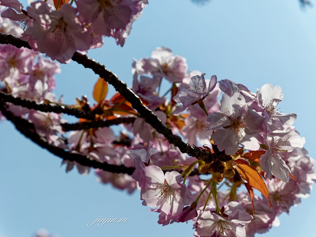 透き通った花びら