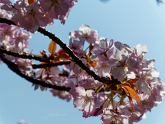 透き通った花びら