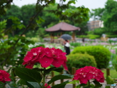 雨の城北菖蒲園