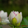 蓮の花-2