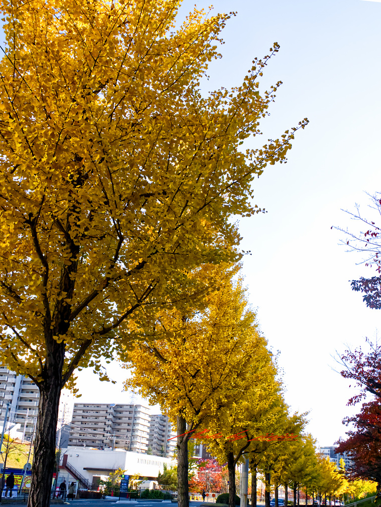 イチョウ並木