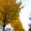 イチョウ並木
