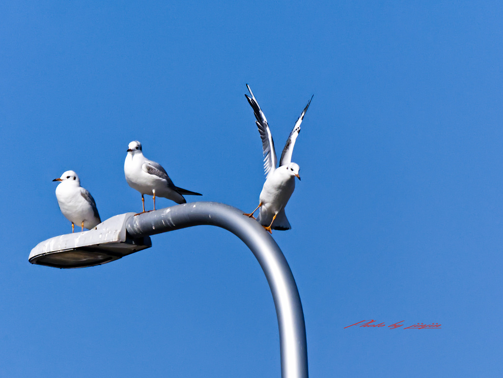 ユリカモメの会話-6