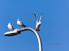 ユリカモメの会話-6