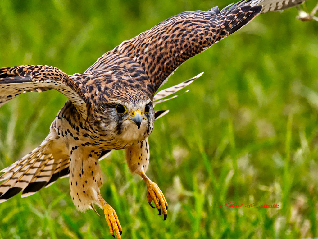 こちらに向かってきた