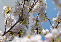 造幣局の桜の通り抜け