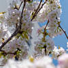 造幣局の桜の通り抜け