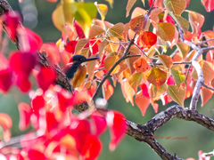 紅葉したナンキンハゼに包まれて