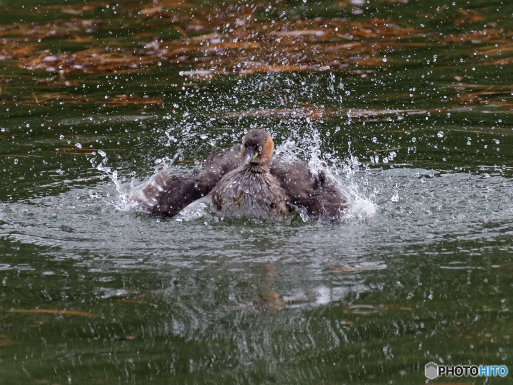 カイツブリの水浴び