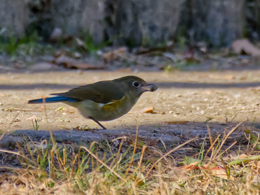 地面に降りた鳥は？2