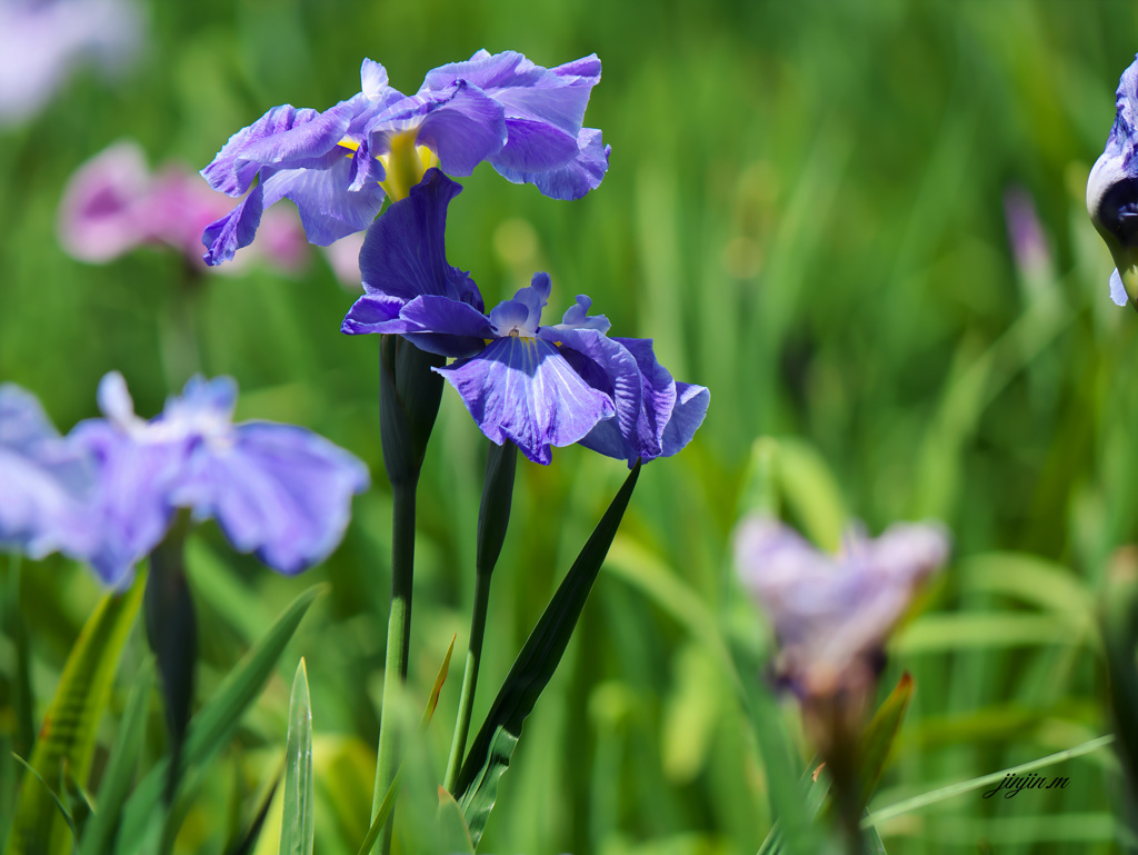 美しかったころの花菖蒲-3