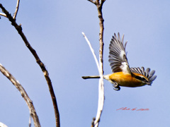 モズの飛び出し-1