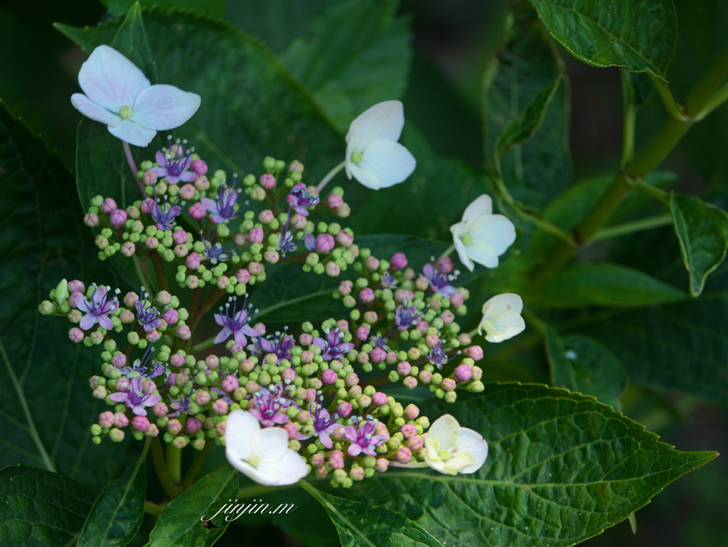 咲き始めた紫陽花